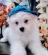 Pomeranian Puppies for sale in Sutter Creek, CA, USA. price: NA