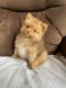 Pomeranian Puppies for sale in Dubuque County, IA, USA. price: $800