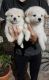 Pomeranian Puppies for sale in Sangamner, Maharashtra 422605, India. price: 4000 INR