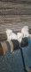 Pomeranian Puppies for sale in K K Nagar, MGR Nagar, Nesapakkam, Chennai, Tamil Nadu 600078, India. price: 4500 INR