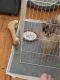 Pomeranian Puppies for sale in Ballwin, MO, USA. price: NA