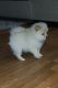 Pomeranian Puppies for sale in 28250 Mahogany Ln, Sun City, CA 92585, USA. price: NA