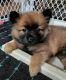 Pomeranian Puppies for sale in New Castle, PA, USA. price: $800