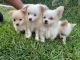 Pomeranian Puppies for sale in Dover, NC 28526, USA. price: NA