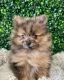 Pomeranian Puppies for sale in Port St. Lucie, FL, USA. price: $3,500