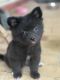 Pomeranian Puppies for sale in Meridian, MS, USA. price: NA