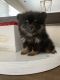 Pomeranian Puppies for sale in Simpsonville, SC, USA. price: NA