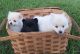 Pomeranian Puppies for sale in Hershey, PA, USA. price: NA