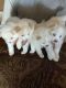 Pomeranian Puppies for sale in Carson City, NV, USA. price: $1,000