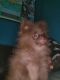 Pomeranian Puppies for sale in Cleveland, OH 44113, USA. price: $1,000