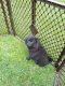 Pomeranian Puppies for sale in Nicholasville, KY 40356, USA. price: NA
