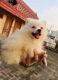 Pomeranian Puppies for sale in Ghaziabad, Uttar Pradesh, India. price: 11999 INR