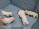 Pomeranian Puppies