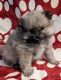 Pomeranian Puppies for sale in Warsaw, IN, USA. price: $2,200