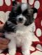 Pomeranian Puppies for sale in Warsaw, IN, USA. price: $1,900