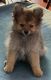 Pomeranian Puppies for sale in Phillipsburg, NJ 08865, USA. price: $1,500