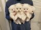 Pomeranian Puppies for sale in Lawrenceville, GA, USA. price: $3,500
