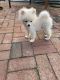 Pomeranian Puppies for sale in Floral Park, NY 11001, USA. price: NA