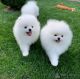 Pomeranian Puppies for sale in Berlin, Germany. price: NA