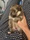 Pomeranian Puppies for sale in Escalon, CA 95320, USA. price: $1,500