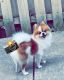 Pomeranian Puppies for sale in Sterling Heights, MI, USA. price: NA