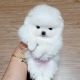 Pomeranian Puppies for sale in Vauxhall Railway Station, S Lambeth Rd, London SW8 1SS, UK. price: NA