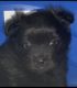 Pomeranian Puppies for sale in Round Rock, TX, USA. price: NA