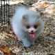 Pomeranian Puppies for sale in Mountain Home, AR, USA. price: NA
