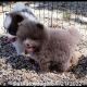Pomeranian Puppies for sale in Mountain Home, AR, USA. price: $1,700