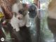 Pomeranian Puppies for sale in Pathanamthitta, Kerala, India. price: 10000 INR