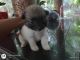 Pomeranian Puppies for sale in Pathanamthitta, Kerala, India. price: 7000 INR