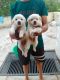 Pomeranian Puppies for sale in Ashok Vihar, Sector 3, Gurugram, Haryana, India. price: 4000 INR