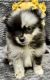 Pomeranian Puppies for sale in San Diego, CA, USA. price: $650