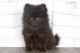 Pomeranian Puppies for sale in San Diego, CA, USA. price: $650