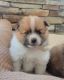 Pomeranian Puppies for sale in Tallahassee, FL, USA. price: NA