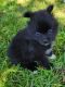 Pomeranian Puppies for sale in Statham, GA, USA. price: $1,200