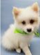 Pomeranian Puppies for sale in Denver, CO, USA. price: $650