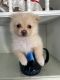 Pomeranian Puppies for sale in Eagle Pass, TX 78852, USA. price: NA