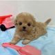 Pomeranian Puppies for sale in S Carolina St, Avon Park, FL 33825, USA. price: $300