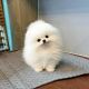 Pomeranian Puppies for sale in SC-544, Myrtle Beach, SC, USA. price: $260