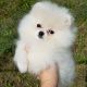 Pomeranian Puppies for sale in The Bronx, NY, USA. price: NA
