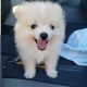 Pomeranian Puppies for sale in Houston, TX, USA. price: $1,700