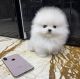 Pomeranian Puppies for sale in Tennessee City, TN 37055, USA. price: $260