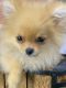 Pomeranian Puppies for sale in Cassville, MO 65625, USA. price: NA
