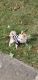 Pomeranian Puppies for sale in Woodbridge, VA 22191, USA. price: NA