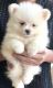 Pomeranian Puppies for sale in Webster, TX 77598, USA. price: $2,500