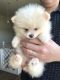 Pomeranian Puppies for sale in Webster, TX 77598, USA. price: $2,300