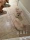 Pomeranian Puppies for sale in Bell Canyon, CA 91307, USA. price: NA