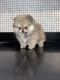 Pomeranian Puppies for sale in Hayward, CA, USA. price: NA