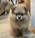 Pomeranian Puppies for sale in Venice, Los Angeles, CA, USA. price: $2,000